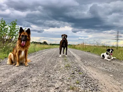 Szkoła Życia z Psem Easy Dog